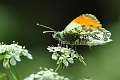 17 05 15_4071_edited-1